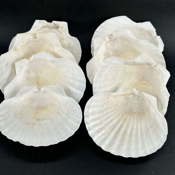 (8) Natural Scallop Shells, Decorative, Crafts 4.5"L x 4.5"W  Made In Japan - Picture 3 of 4